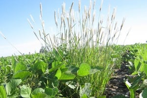 Confirman en Córdoba nuevos casos de resistencia de Chloris a glifosato y haloxifop