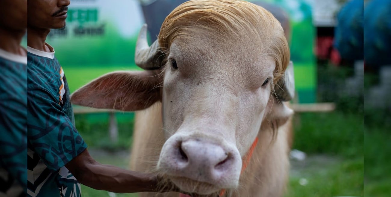 Video: un búfalo albino apodado “Donald Trump” se volvió furor en Bangladesh