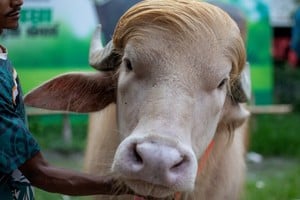 Una de las principales atracciones rurales de Bangladesh en la previa de la festividad religiosa.