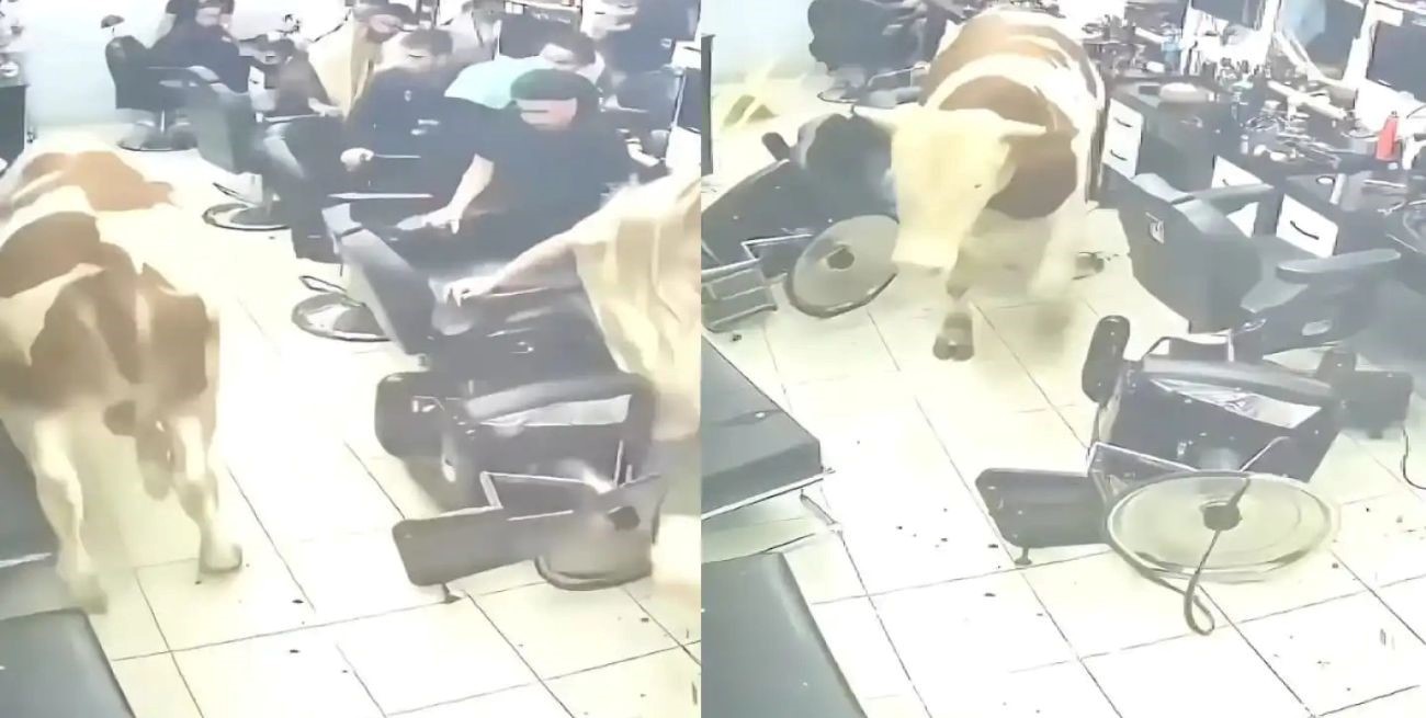 Un toro escapó, destrozó una peluquería y desató el caos en Estambul