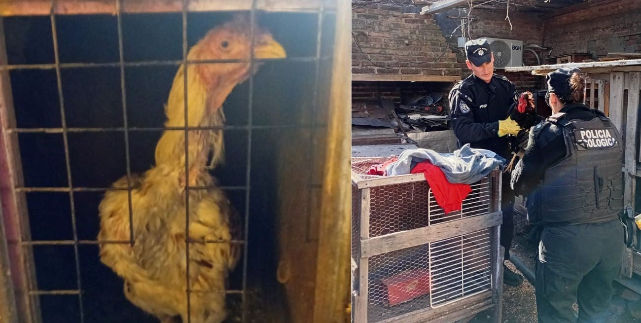 Rescataron gallos de riña en la ciudad de Santa Fe