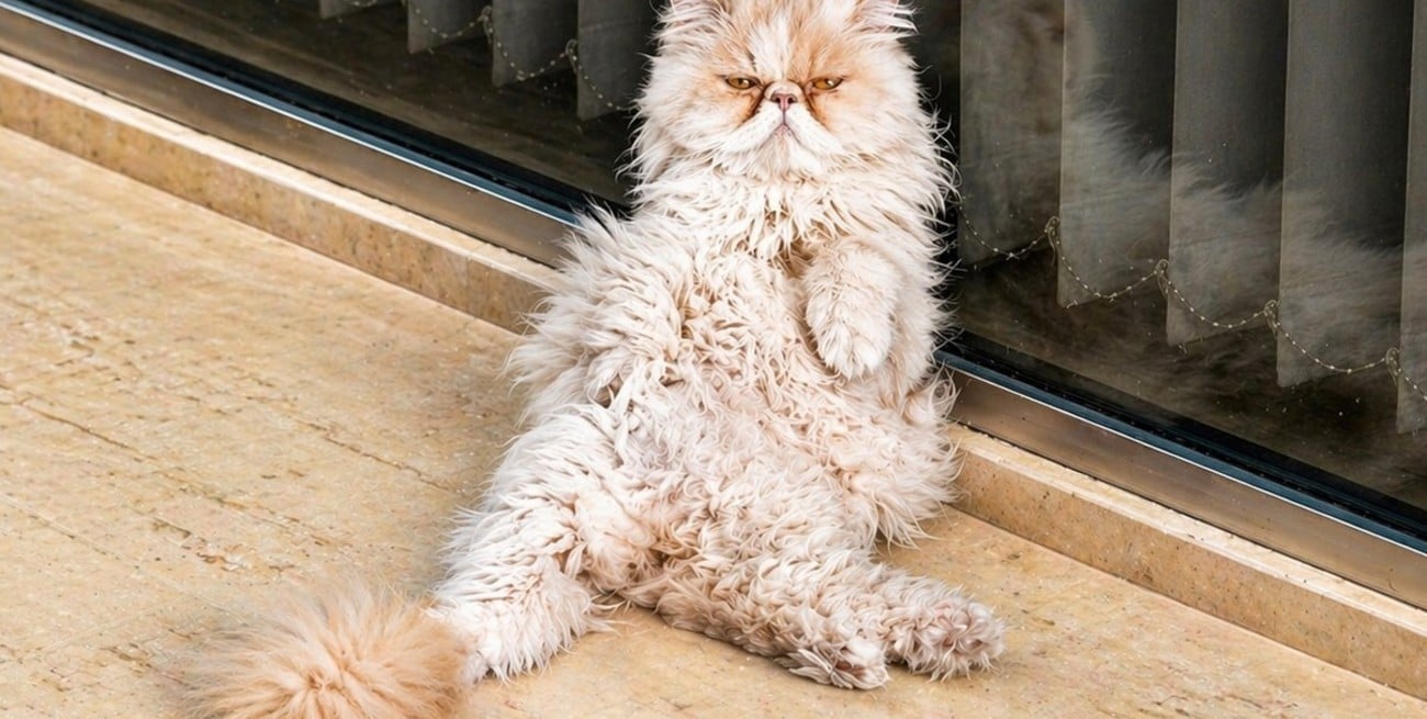 La forma humana de un gato (Parte III)