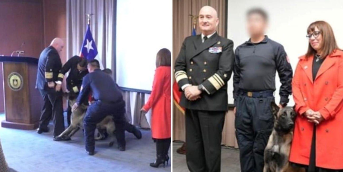 Chile: un perro antidrogas mordió a un vicealmirante y la Armada debió aclarar el hecho