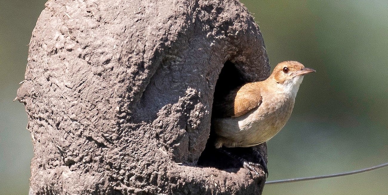 ¿A dónde van los pájaros cuando mueren?