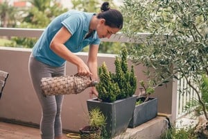Un buen riego puede marcar la diferencia en la salud de una planta.