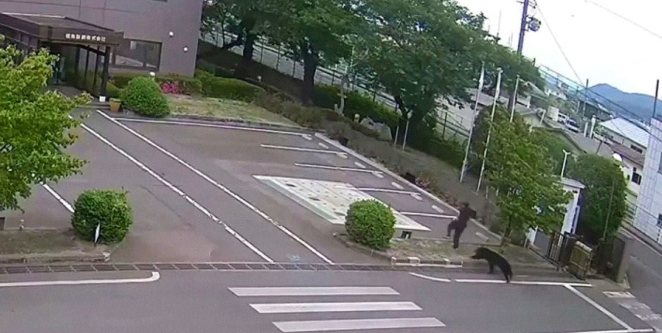 Terror en Japón: un oso irrumpió en una zona urbana y dejó al menos cuatro heridos