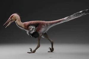 Dinosaurio raptor en la provincia de Santa Cruz.