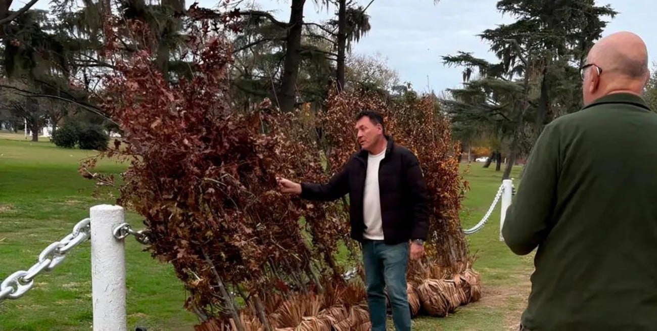 Robles, fresnos y liquidámbares: inició la renovación del arbolado en el Campo de la Gloria