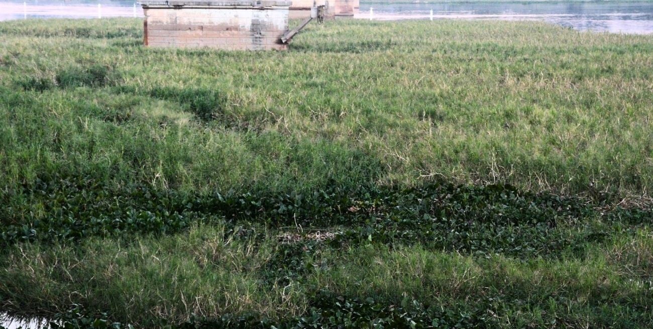 Buscan remover los embalsados de la laguna Setúbal antes de los Juegos Suramericanos