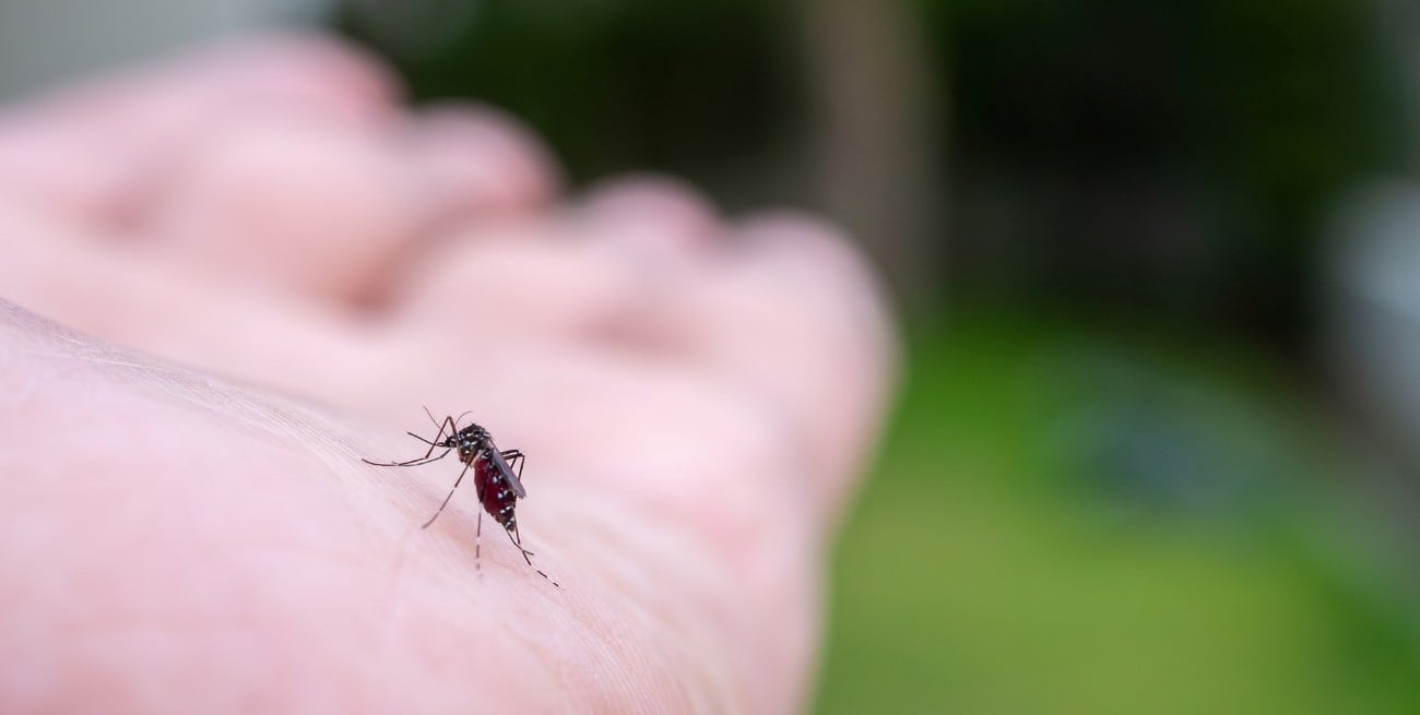 Chikungunya en Argentina: el brote alcanzó su pico en abril y los casos comenzaron a descender