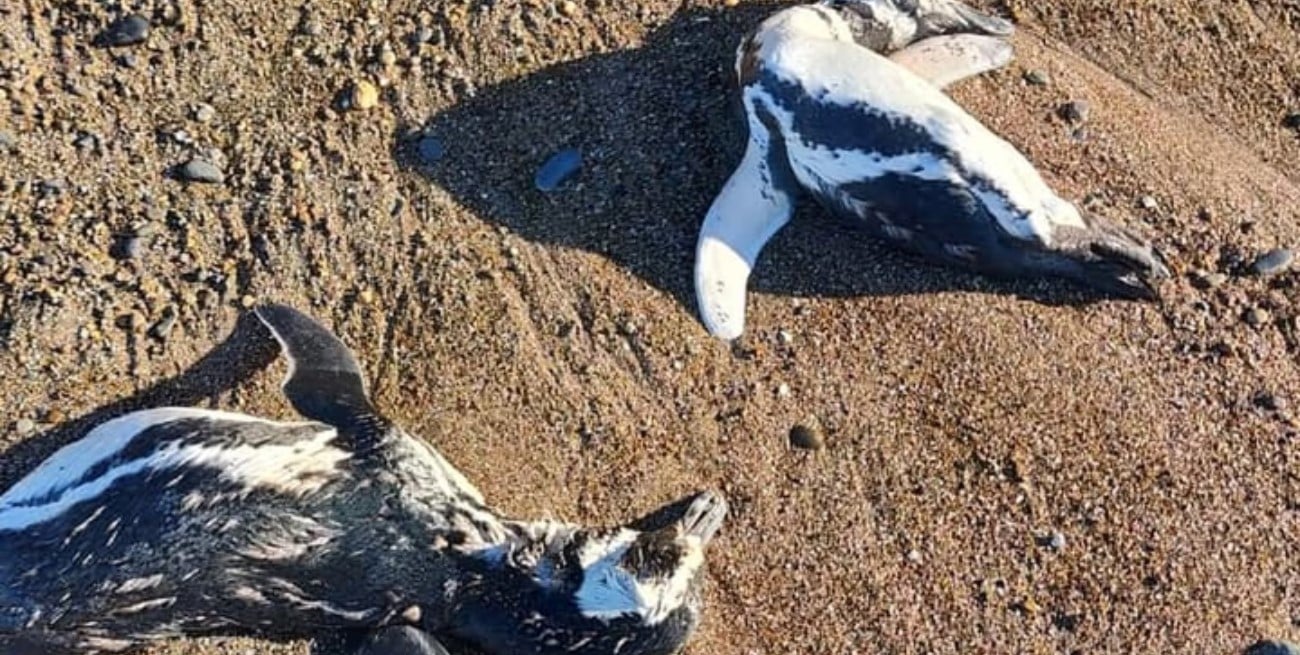 Pingüinos muertos en Chubut y Santa Cruz: activan el protocolo por posible gripe aviar