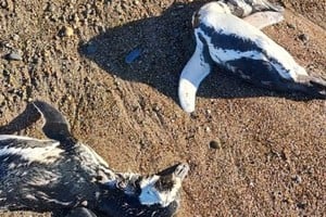 Alarma en Chubut y Santa Cruz por la aparición de pingüinos muertos.