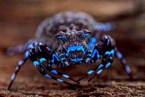 El hallazgo que más fascinó y desconcertó a los expertos es una potencial nueva especie de araña cangrejo coronada. Nicky Bay/The Wilderness Project REUTERS  