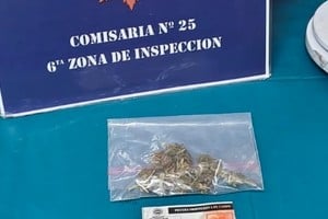 Los cogollos incautados este viernes en la escuela. Foto: El Litoral
