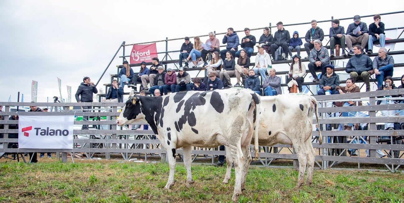 Holando Argentino pisó fuerte en AgroActiva: venta total y genética lechera de alto nivel
