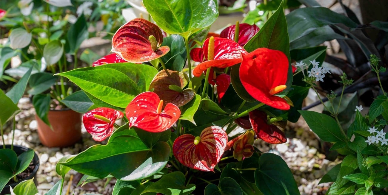Dos plantas de interior perfectas para el invierno