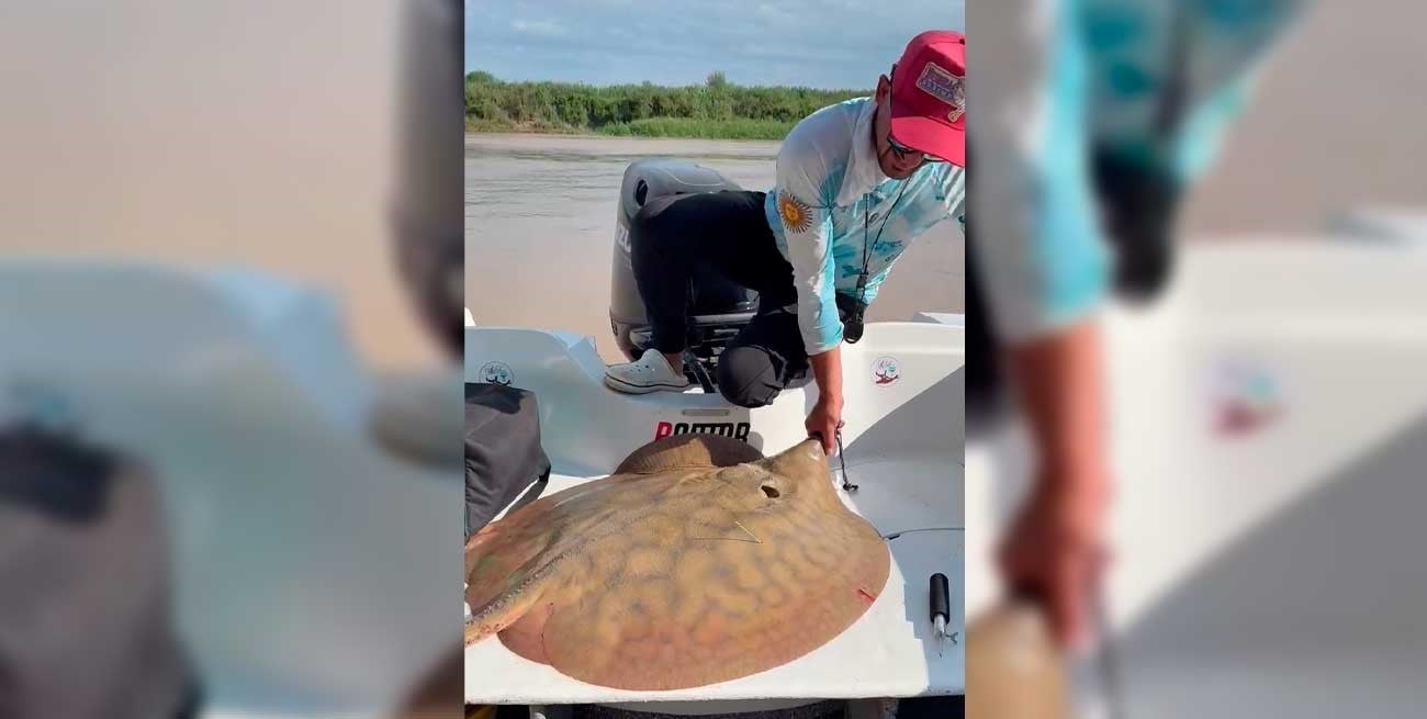 Descubren un largo viaje de una raya gigante por el río Paraná que podría redefinir el cuidado de la especie