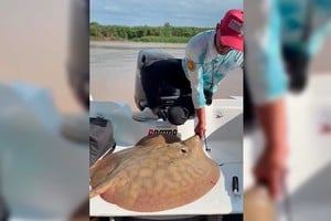 La especie y un inusual viaje que alertó a los investigadores. Gentileza