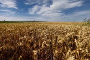 El trigo gana precio, pero Argentina todavía tiene 7,2 millones de toneladas por vender