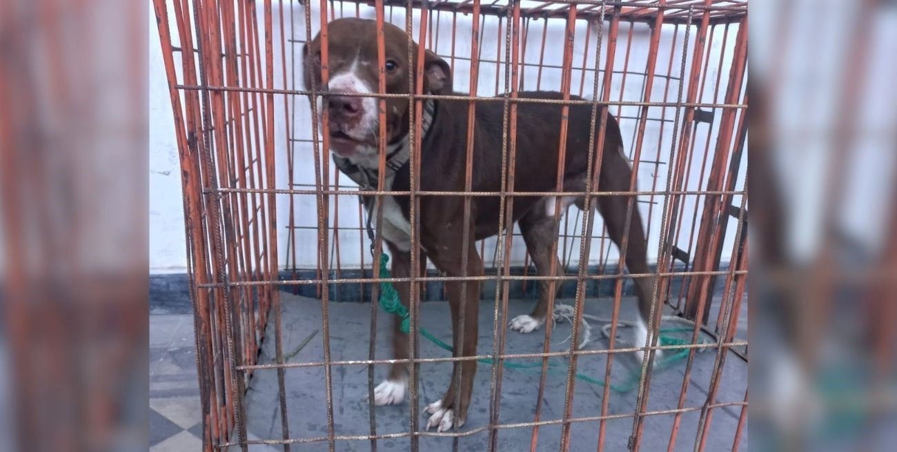 Denunciaron a un hombre por “crueldad” y la policía rescató a un perro maltratado