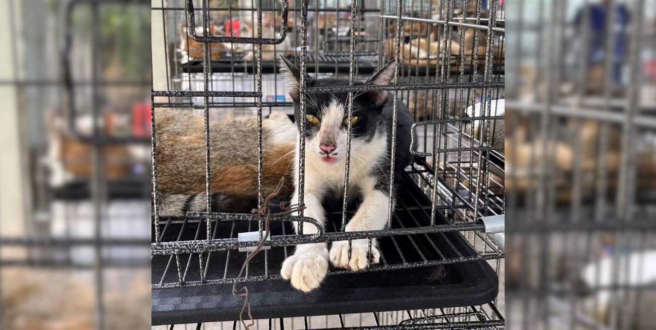 Desarticulan una red clandestina en Vietnam y salvan a más de 400 gatos de ser consumidos en restaurantes
