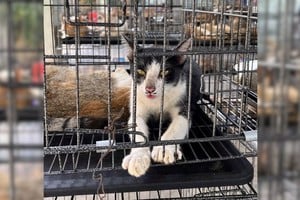 A través de sus canales oficiales de Facebook, la institución publica diariamente imágenes detalladas de los felinos recuperados.