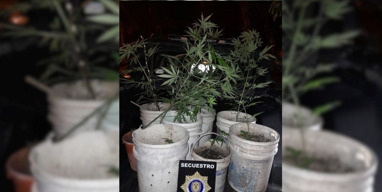 Secuestran diez plantas de marihuana en una vivienda en Laguna Paiva
