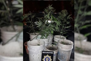 Se procedió al secuestro preventivo de las plantas encontradas. Foto: Gentileza