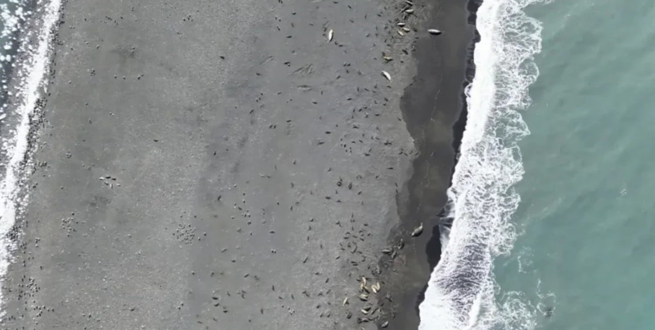 Miles de crías de foca muertas por gripe aviar en dos remotas islas subantárticas