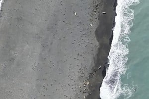 Foto: Cortesía de la División Antártica Australiana.