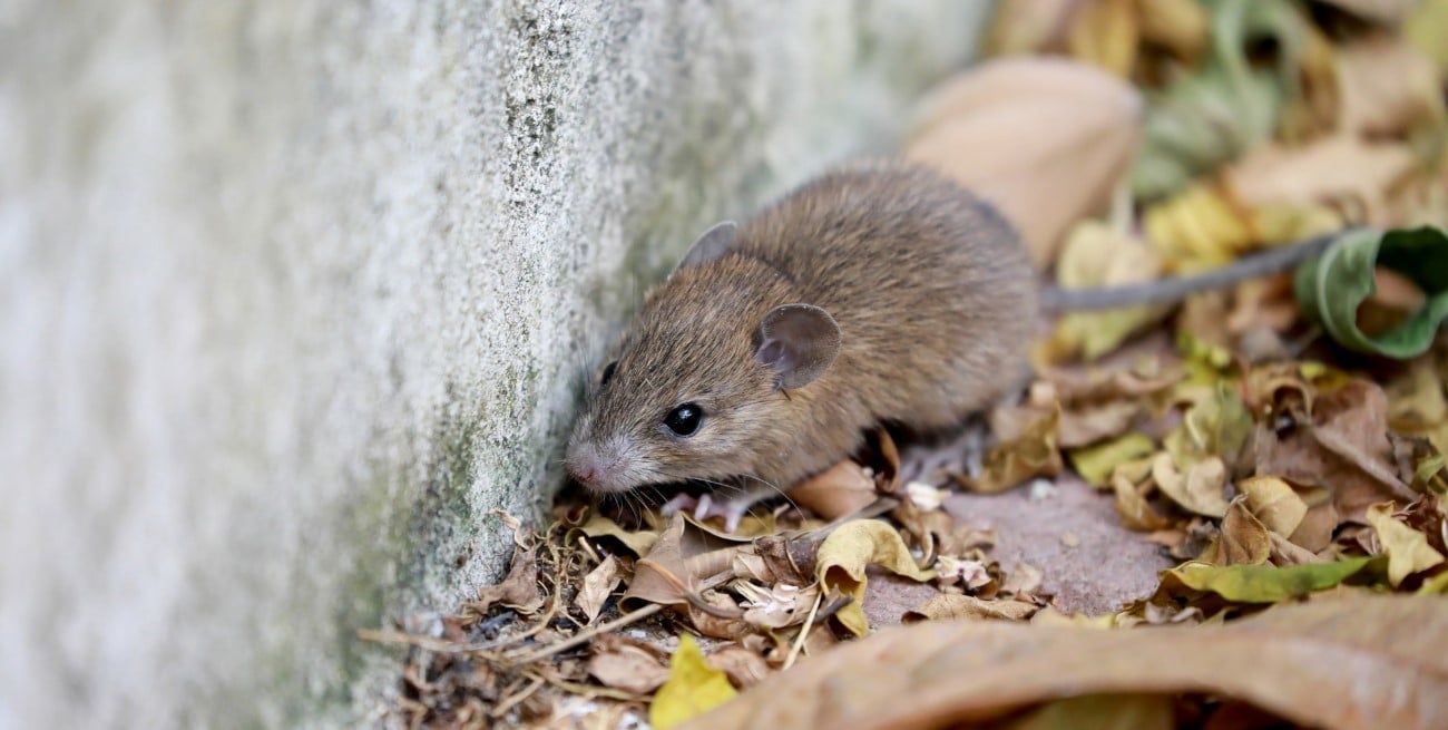 Confirman un nuevo caso de hantavirus en Bariloche: la paciente permanece en terapia intensiva