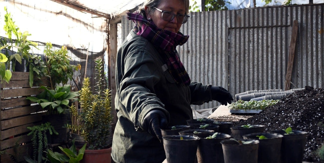 Juegos Suramericanos: produce más de 18 mil plantines para embellecer los espacios públicos