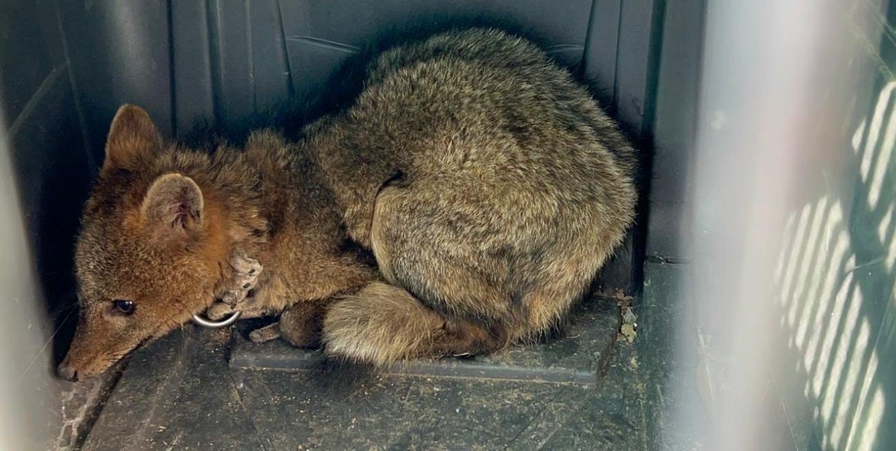 Rescatan a un zorro encadenado que exhibían en una casa de comidas y lo trasladan a Santa Fe