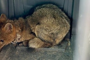 El zorro se encontraba atado con cadenas, en un entorno de extremo hacinamiento y visiblemente afectado por el cautiverio, completamente alejado de su hábitat natural.