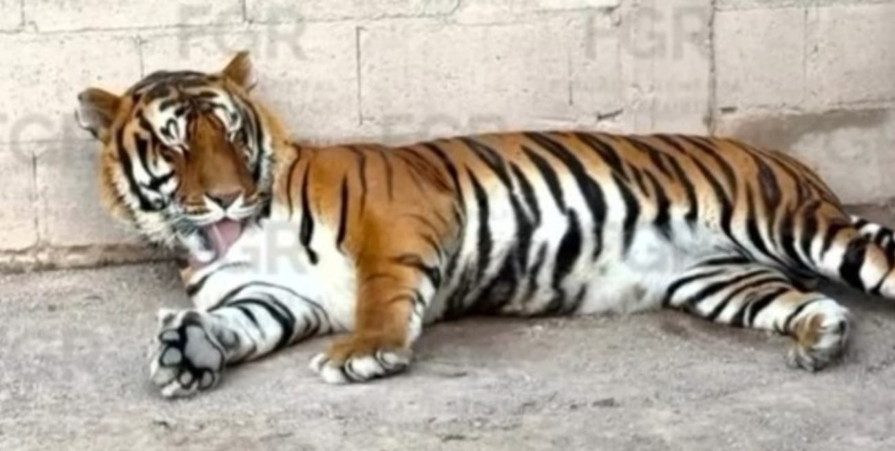 Rescataron tigres de Bengala, caballos y otros animales exóticos en un rancho vinculado a un presunto narcotraficante