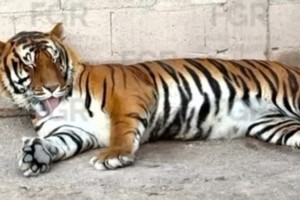 Animales exóticos y de granja