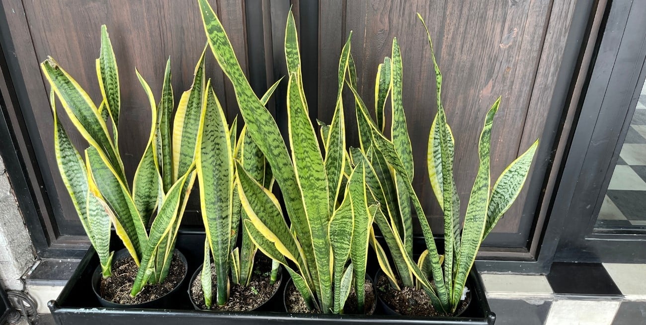 La planta que ayuda a dormir mejor y purifica el ambiente
