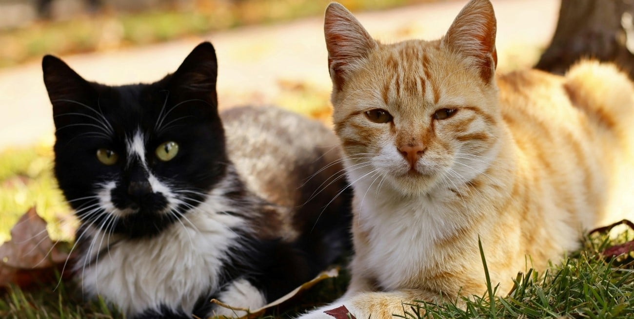 Qué hacer cuando tu gato te ignora: el gesto que cambia la relación