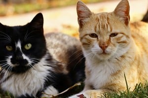 La interacción diaria influye en el comportamiento y el vínculo con los gatos.