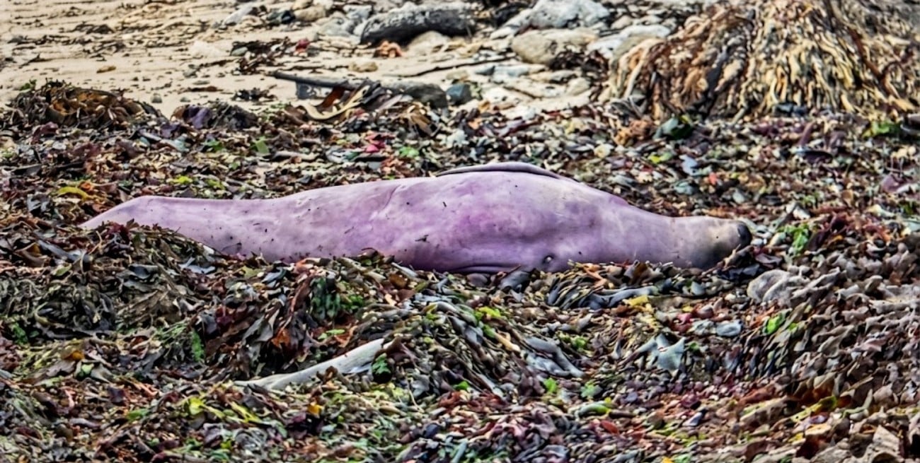 Una foca violeta sorprendió en California: la explicación científica detrás del inusual color