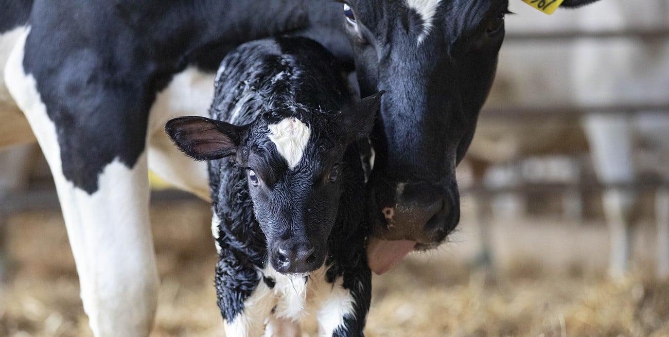 Diarrea neonatal: el costo oculto que afecta la productividad de la ganadería argentina