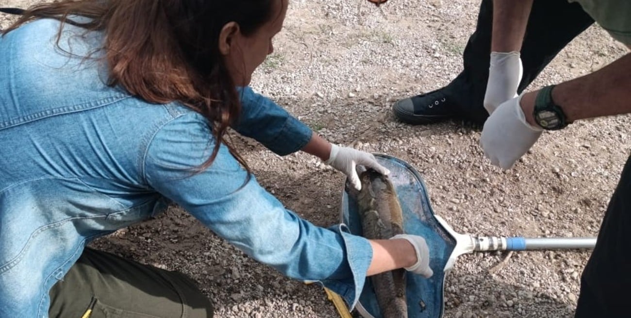 Un estudio local revela pulsos de contaminación extrema que llegan hasta el río Paraná