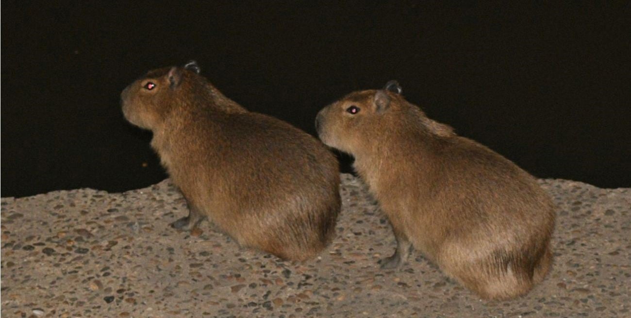 ¿Chigüiro, capibara o carpincho?: los nombres del gigante que habita Santa Fe y alerta en los humedales