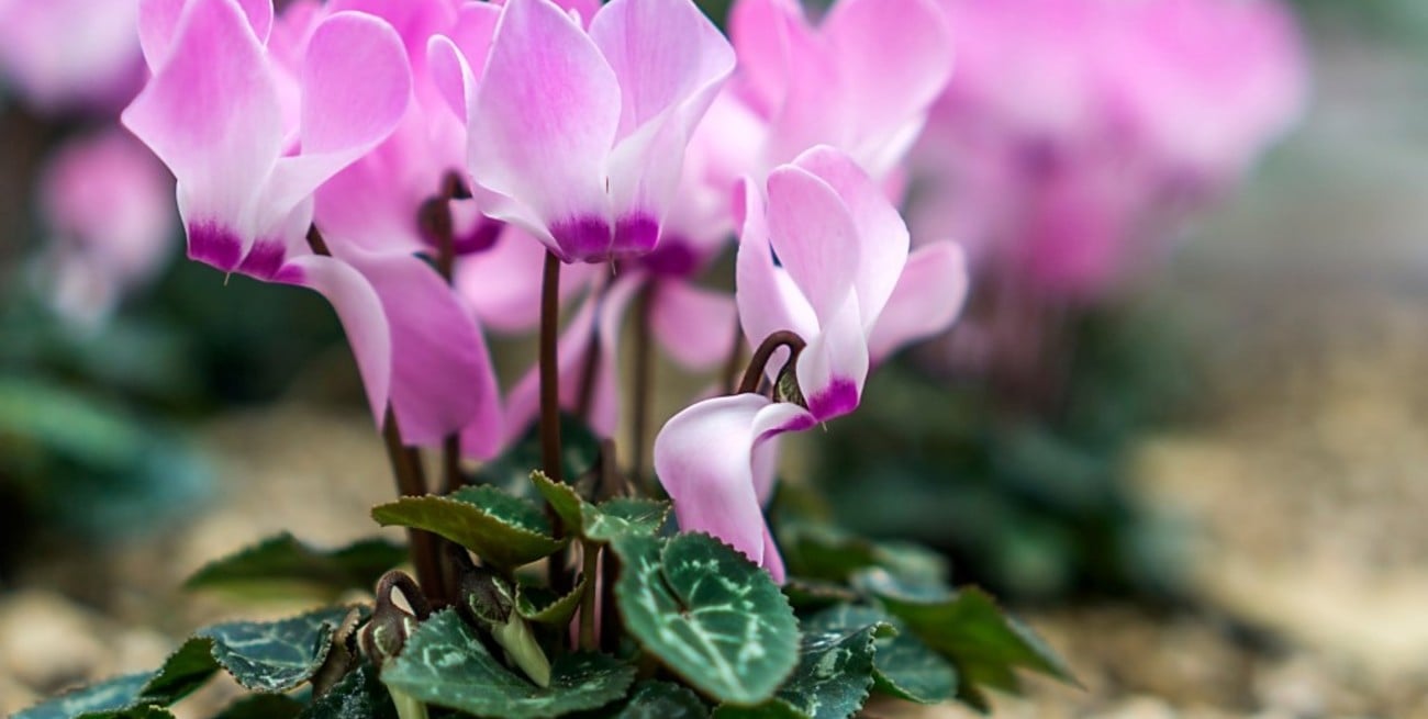 La planta más colorida que resiste heladas y bajas temperaturas