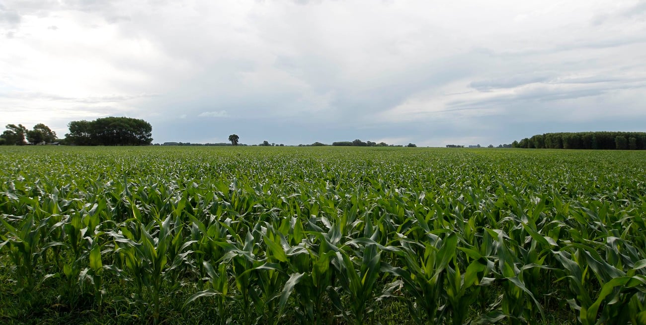Nación habilitó un nuevo maíz biotecnológico para fortalecer la producción agrícola