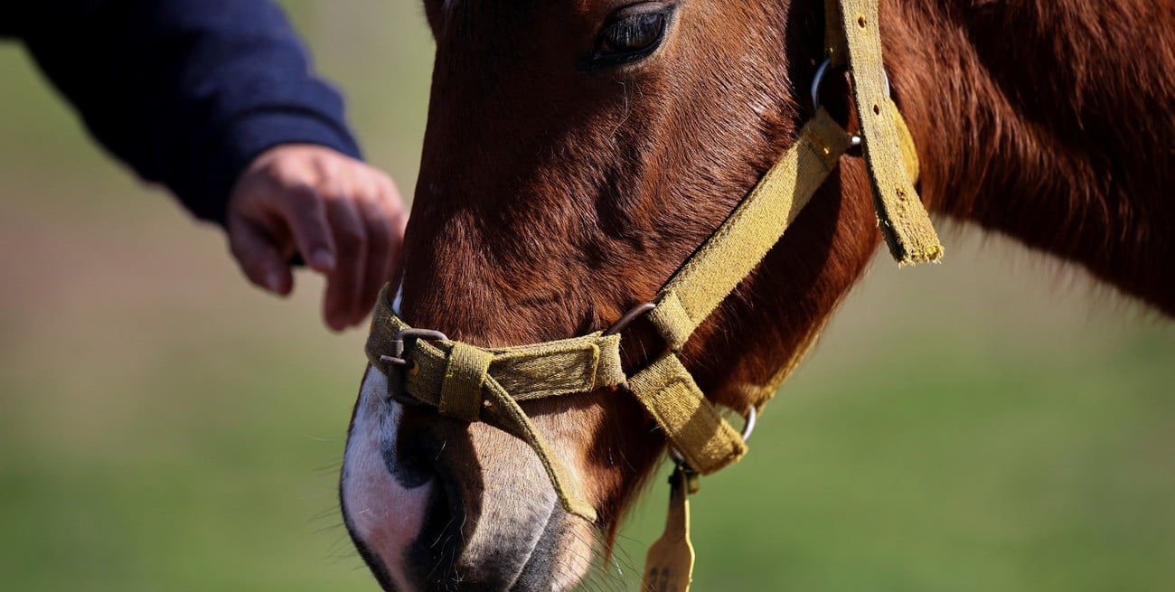 Por qué este 11 de julio se celebra el Día Mundial del Caballo
