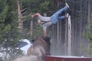 El impactante ataque de un bisonte que dejó grave a un hombre en Yellowstone.