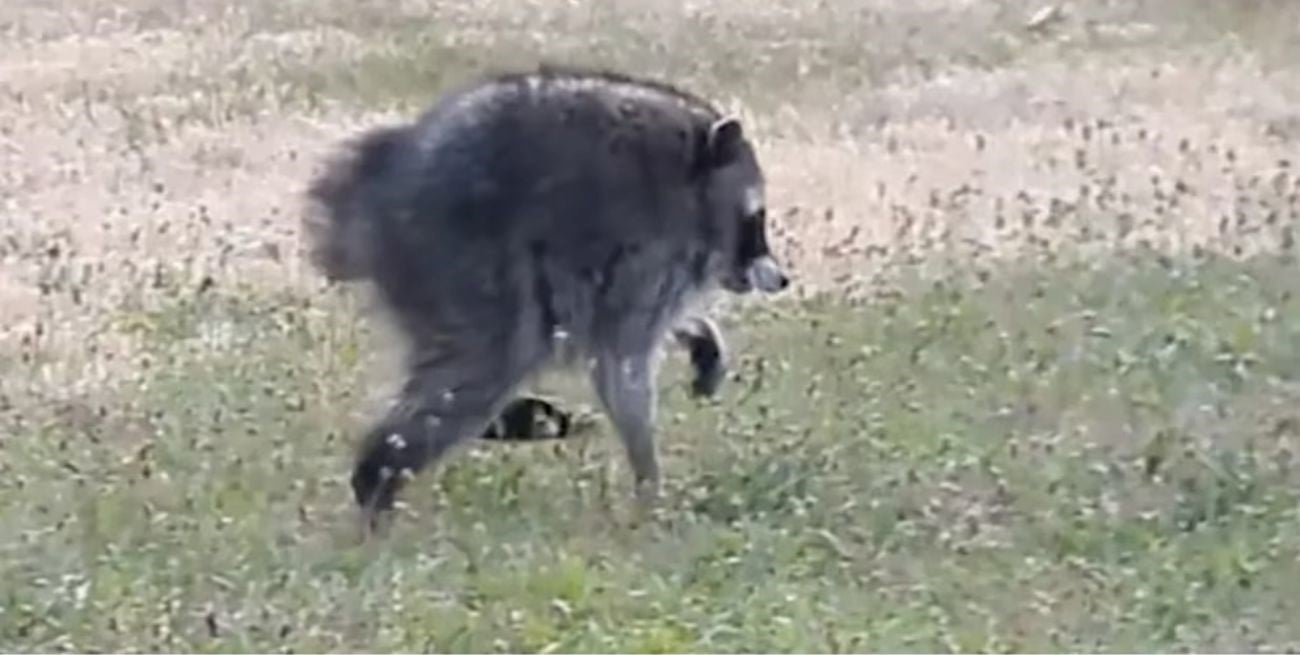 Furor por "Jimothy", el mapache con una inusual fisonomía que cautiva al mundo desde las redes