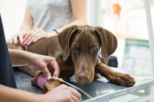 Los veterinarios y su equipo cuentan ahora con el mismo respaldo que los médicos y el personal de salud