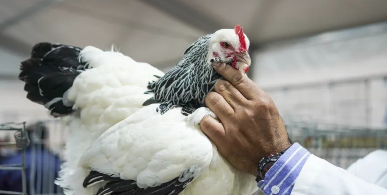 Luego de cuatro años, las aves volvieron a la Rural de Palermo